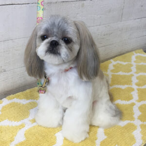 仕上がりシーズー