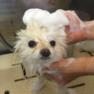 シャンプーポメ