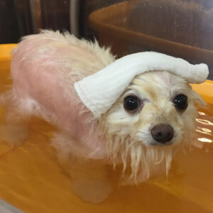 お風呂ポメ