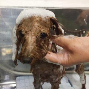 シャンプートイプー