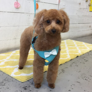 仕上がりトイプー