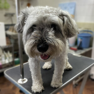 よろしくMシュナ