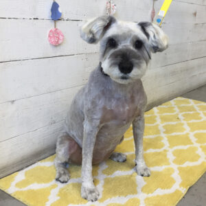 仕上がりMシュナ