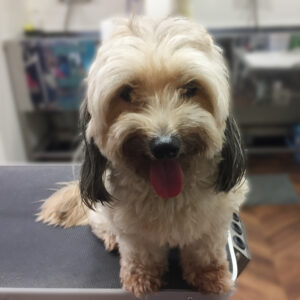 よろしくミックス