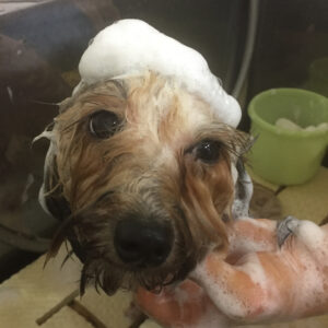 シャンプーミックス