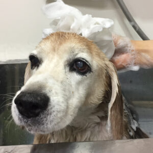 シャンプービーグル