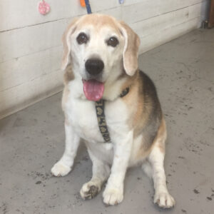 仕上がりビーグル