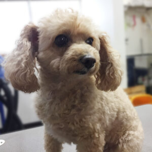 よろしくトイプー