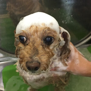 シャンプートイプー