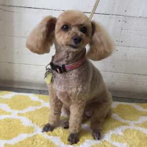 仕上がりトイプー