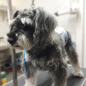 よろしくMシュナ