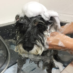 シャンプーMシュナ