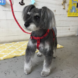 仕上がりMシュナ