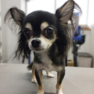 よろしくチワワ