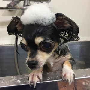 シャンプーチワワ