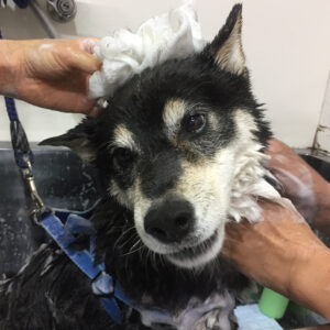 シャンプーしば