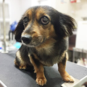 よろしくミックス