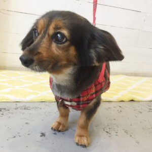 仕上がりミックス