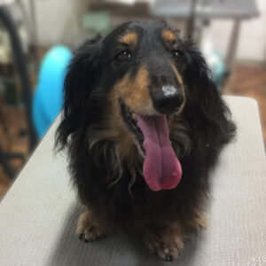 よろしくダックス