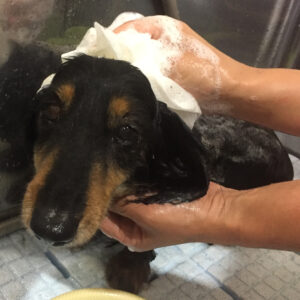 シャンプーダックス