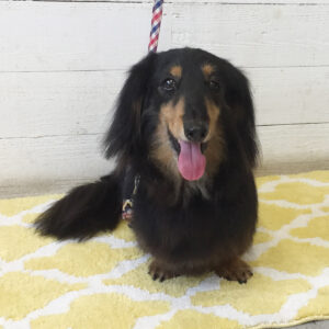 仕上がりダックス