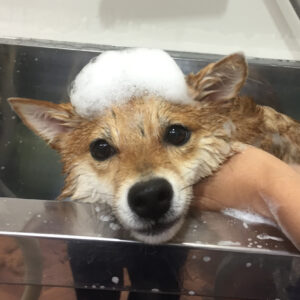 シャンプーしば