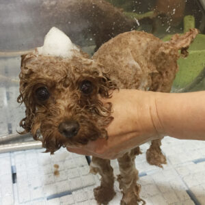 シャンプートイプー