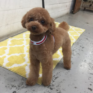 仕上がりトイプー