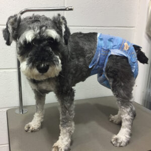 よろしくMシュナ