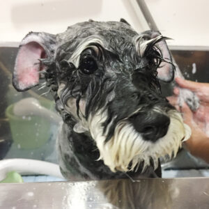 シャンプーMシュナ