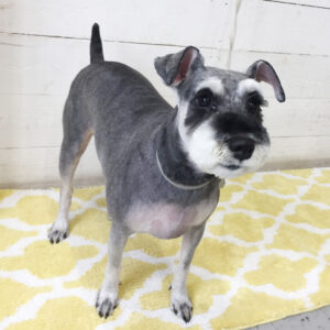 仕上がりMシュナ