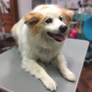 よろしくミックス