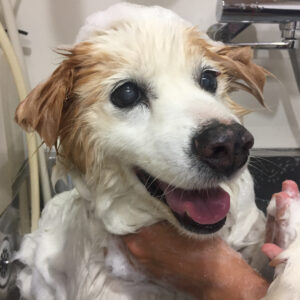 シャンプーミックス