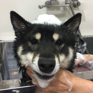 シャンプーしば