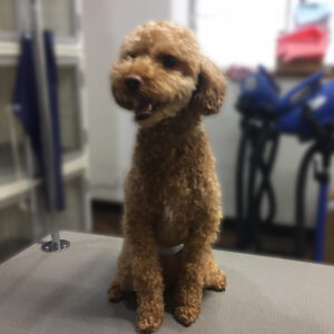 よろしくトイプー