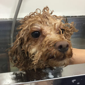 シャンプートイプー