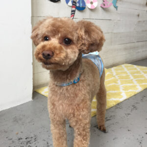 仕上がりトイプー