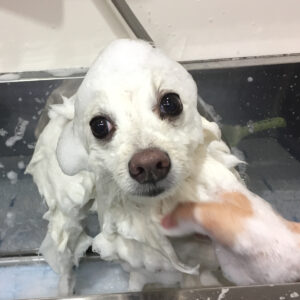 シャンプースピッツ