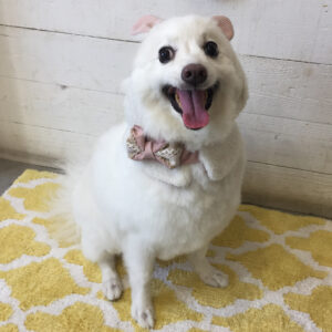 仕上がりスピッツ