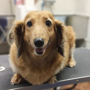 よろしくダックス