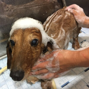 シャンプーダックス