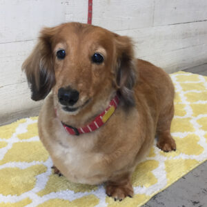 仕上がりダックス