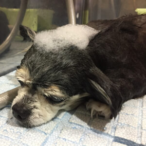 シャンプーチワワ