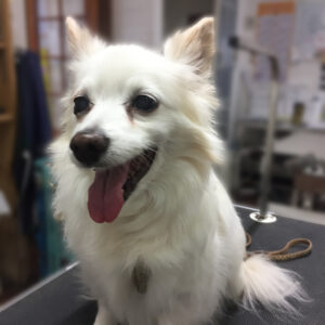 よろしくミックス