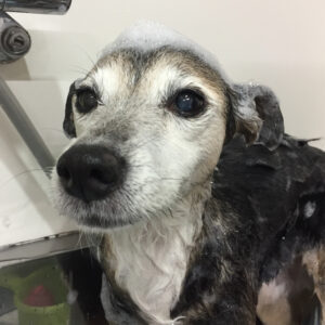 シャンプーミックス