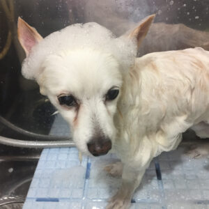 シャンプーミックス