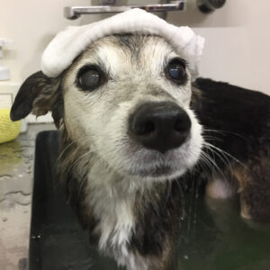 お風呂ミックス