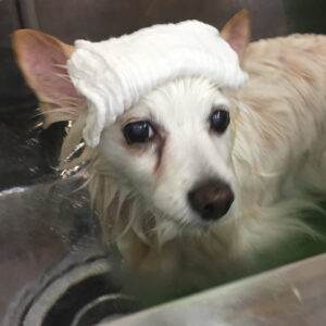 お風呂ミックス