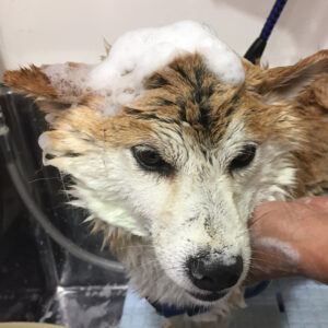 シャンプーしば