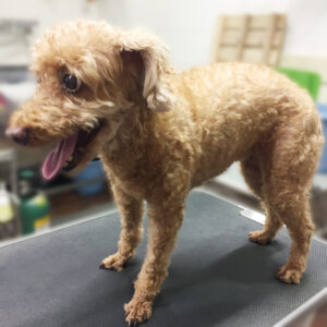 よろしくトイプー